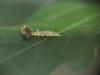 Chrysoperla sp.